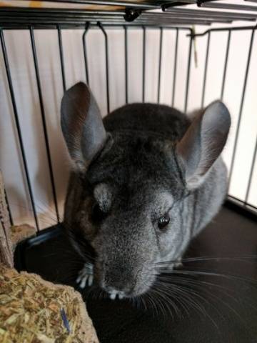 What causes chinchillas