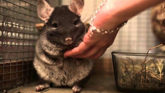 What causes chinchillas