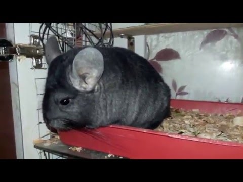 What causes chinchillas