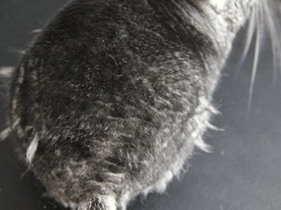 What causes chinchillas