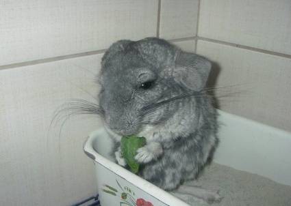 What causes chinchillas