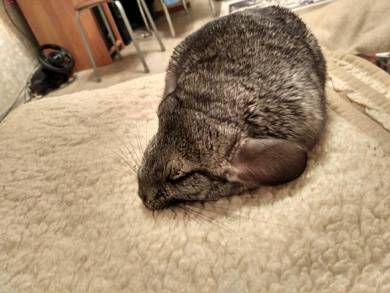 What causes chinchillas