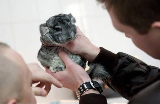 What causes chinchillas