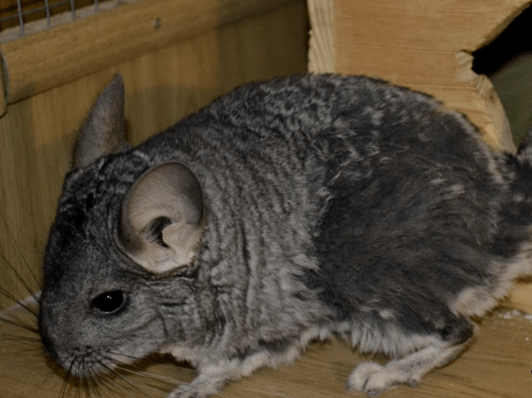 What causes chinchillas