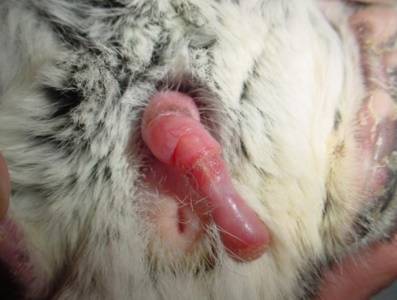 What causes chinchillas