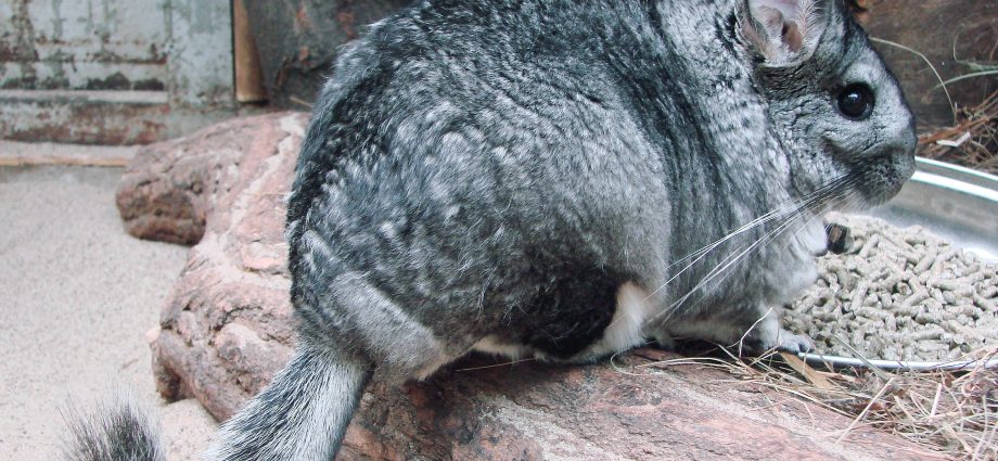 What causes chinchillas