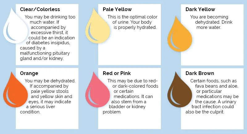 What changes in the body does the color of urine signal?