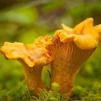 What chanterelles look like: photo, description of mushrooms