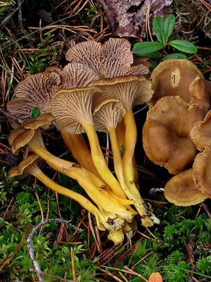 What chanterelles look like: photo, description of mushrooms