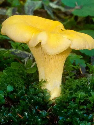 What chanterelles look like: photo, description of mushrooms