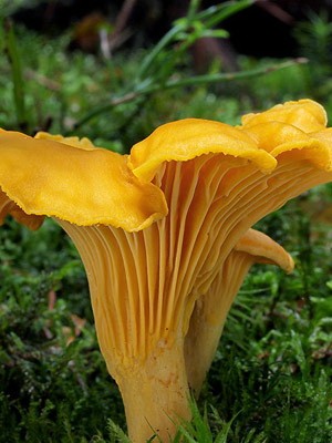 What chanterelles look like: photo, description of mushrooms