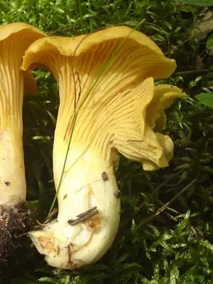 What chanterelles look like: photo, description of mushrooms