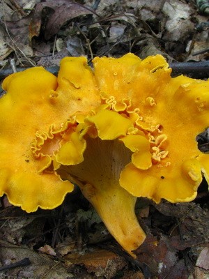 What chanterelles look like: photo, description of mushrooms