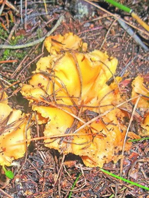 What chanterelles look like: photo, description of mushrooms