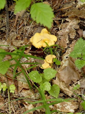 What chanterelles look like: photo, description of mushrooms