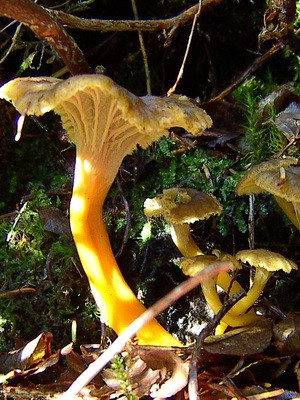 What chanterelles look like: photo, description of mushrooms