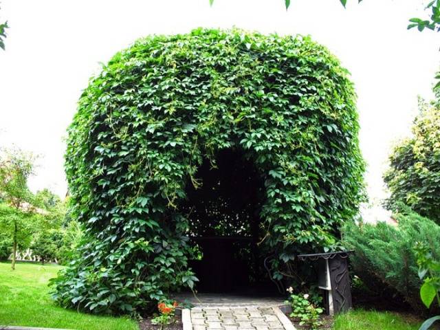 What climbing plants to plant near the gazebo