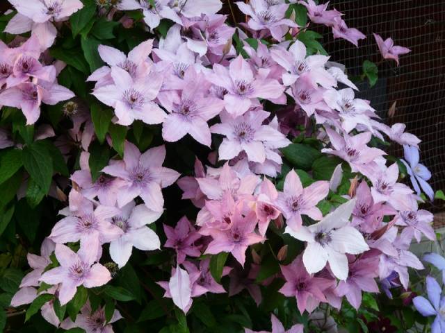 What climbing plants to plant near the gazebo