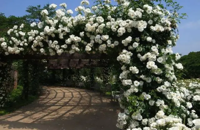 What climbing plants to plant near the gazebo