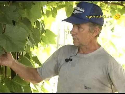 What climbing plants to plant near the gazebo