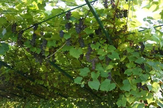 What climbing plants to plant near the gazebo