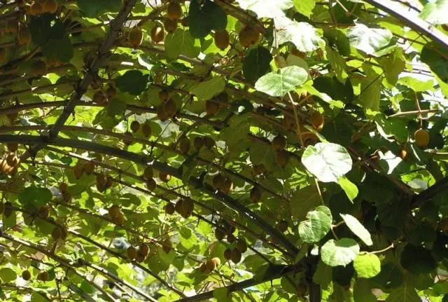 What climbing plants to plant near the gazebo