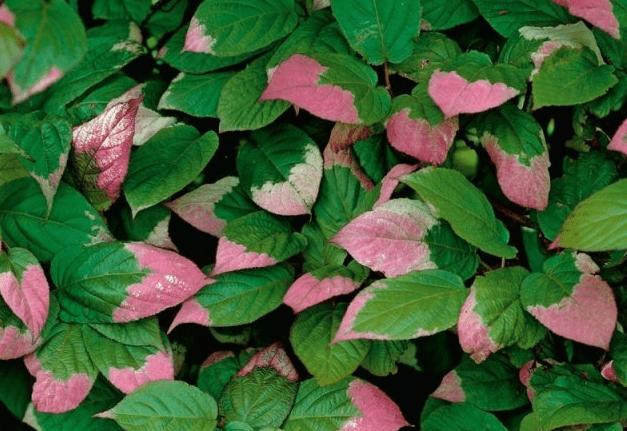 What climbing plants to plant near the gazebo