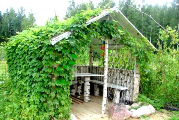 What climbing plants to plant near the gazebo