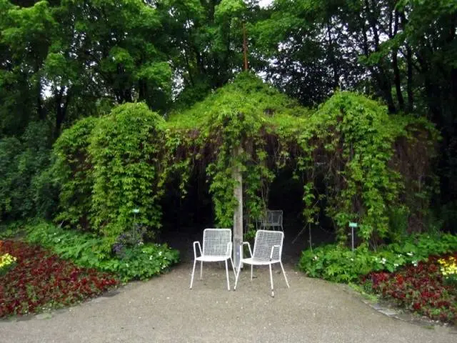 What climbing plants to plant near the gazebo