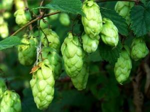 What climbing plants to plant near the gazebo