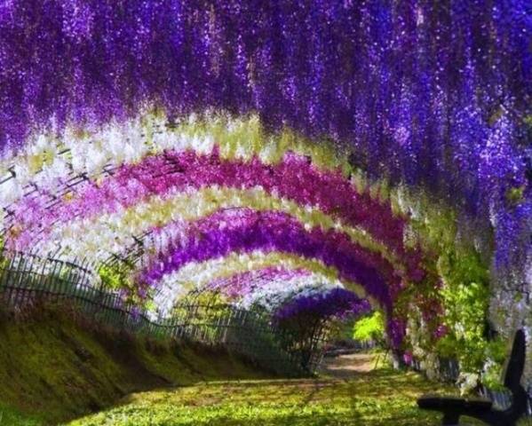 What climbing plants to plant near the gazebo