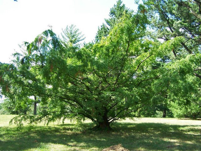 What coniferous trees shed their needles for the winter