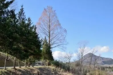 What coniferous trees shed their needles for the winter