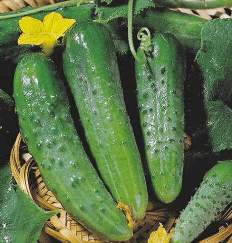 What cucumbers are the most productive for greenhouses