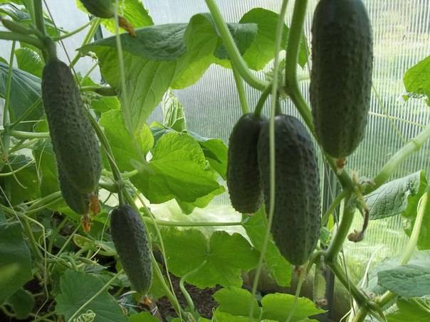 What cucumbers are the most productive for greenhouses