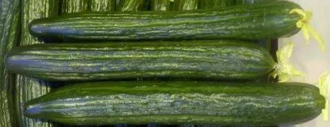 What cucumbers are the most productive for greenhouses