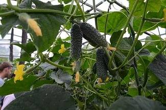 What cucumbers are the most productive for greenhouses