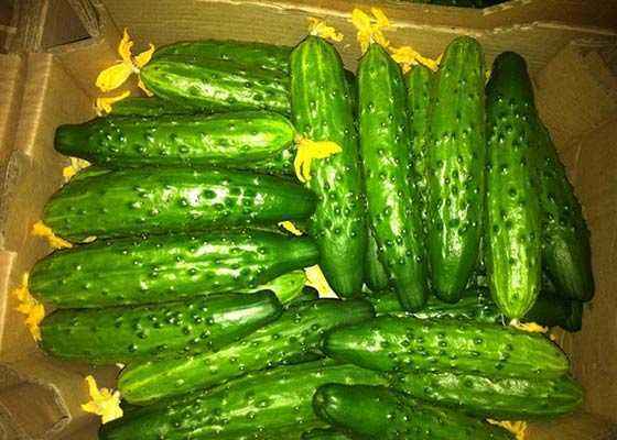 What cucumbers are the most productive for greenhouses