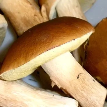 What delicious preparations of porcini mushrooms can be made