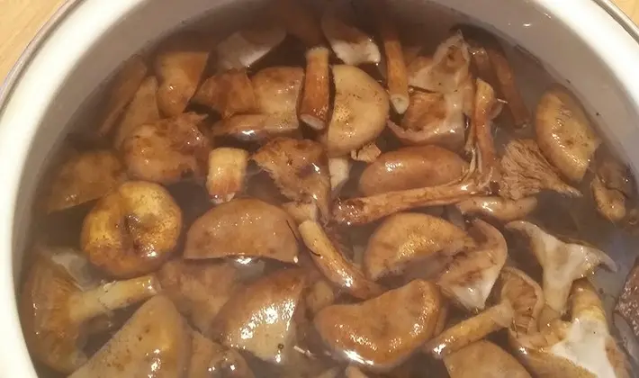 What delicious preparations of porcini mushrooms can be made