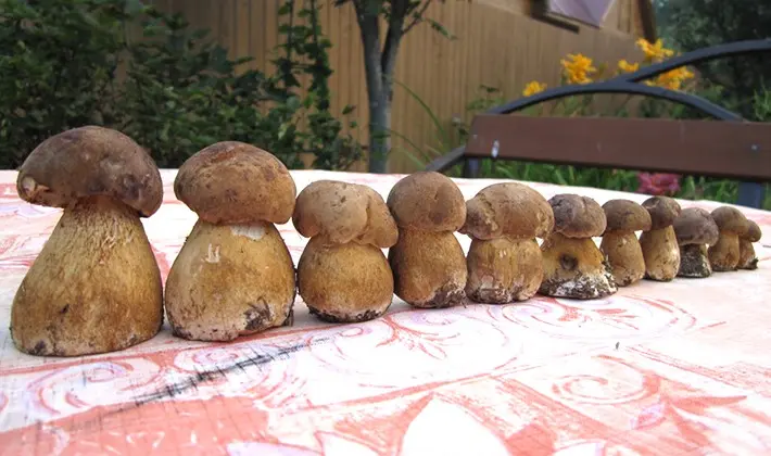 What delicious preparations of porcini mushrooms can be made