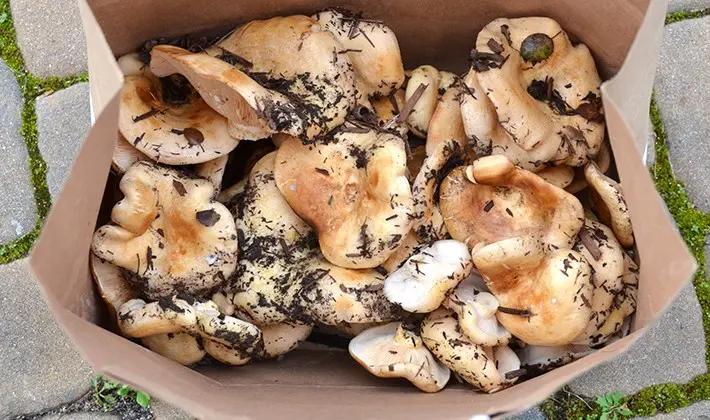 What delicious preparations of porcini mushrooms can be made