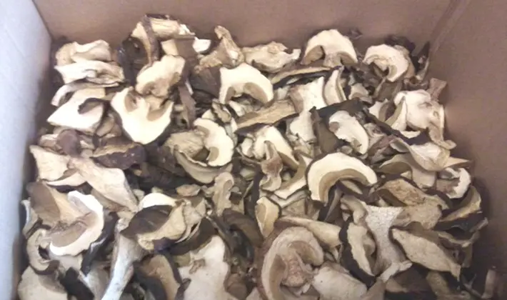 What delicious preparations of porcini mushrooms can be made