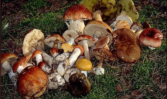 What delicious preparations of porcini mushrooms can be made