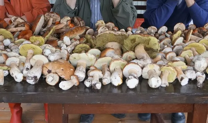 What delicious preparations of porcini mushrooms can be made