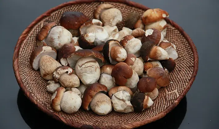 What delicious preparations of porcini mushrooms can be made