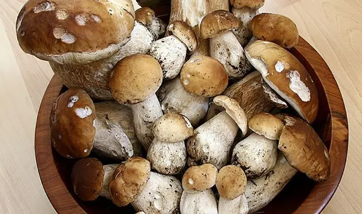 What delicious preparations of porcini mushrooms can be made