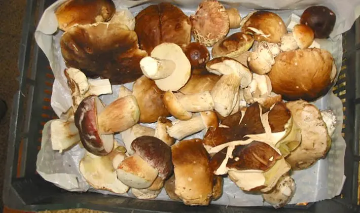 What delicious preparations of porcini mushrooms can be made