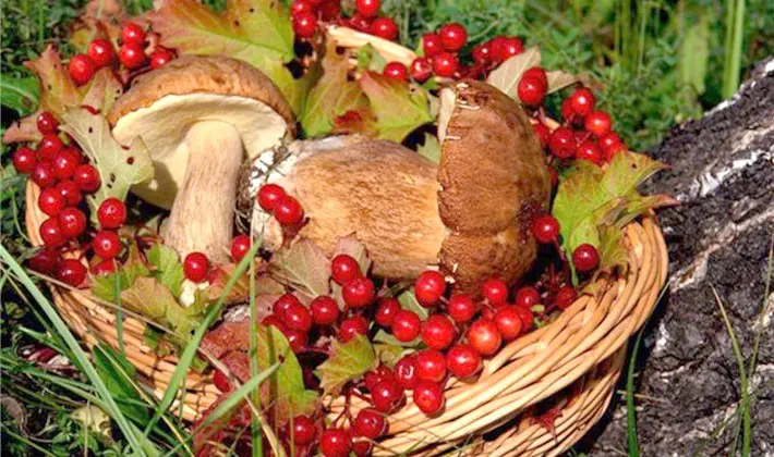 What delicious preparations of porcini mushrooms can be made