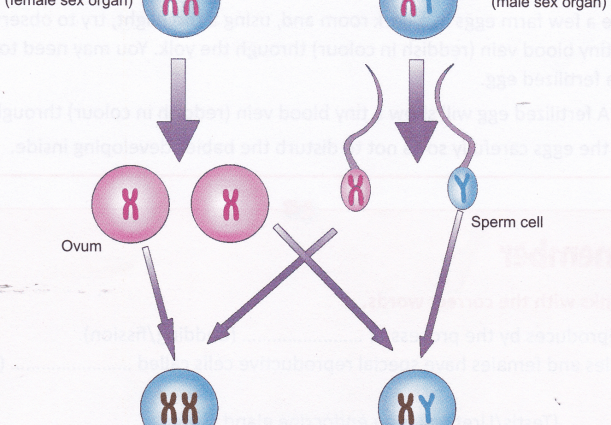 What determines the sex of the child?